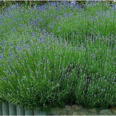 Tatil Evi Achternkieker Comfortable *