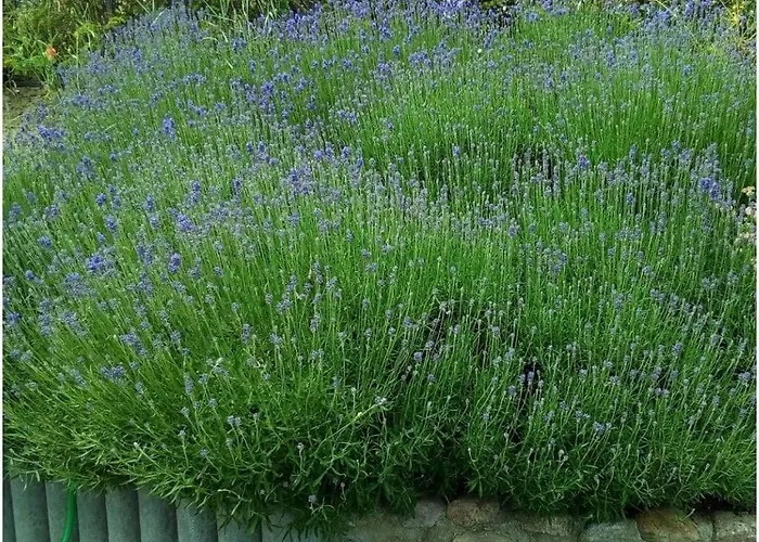 度假居 Achternkieker Comfortable *